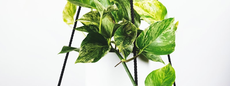 世界杯冠军竞争格局分析图 - 巴西阿根廷与欧洲球队对阵示意图